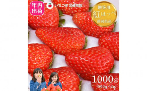 【先行予約受付中】【年内お届け！！贈答用】 静岡県産いちご 紅ほっぺ 500g×2パック（1パック12～15粒） 冷蔵配送【配送不可：北海道・沖縄・離島】 苺 フルーツ 2115171 - 静岡県静岡市