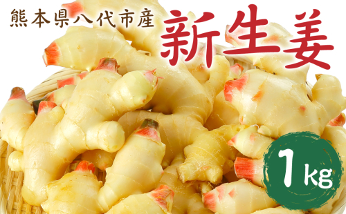 【先行予約】八代市東陽町産 新生姜1kg【2025年9月上旬より順次発送】 2115558 - 熊本県八代市