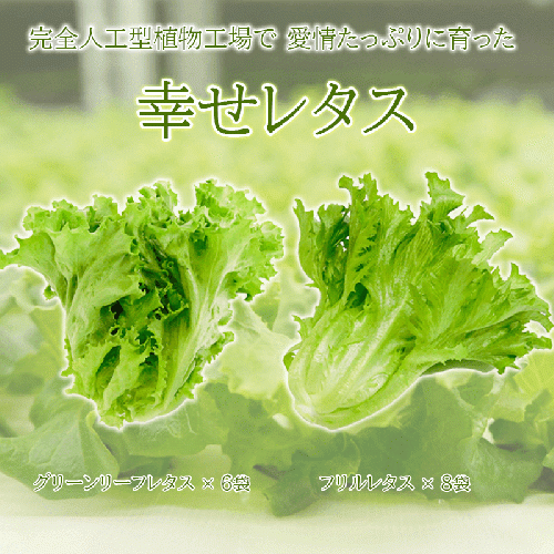 野菜 詰め合わせ セット レタス 計14個 サラダ グリーンリーフレタス 6