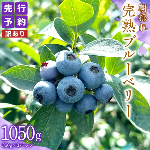 【 訳あり 】 朝採れ 完熟 ブルーベリー 1050g ( 350g × 3パック ) ぶるーべりー フルーツ 果物 くだもの 新鮮 ベリー 小分け 朝どり 国産 生 2116379 - 茨城県牛久市