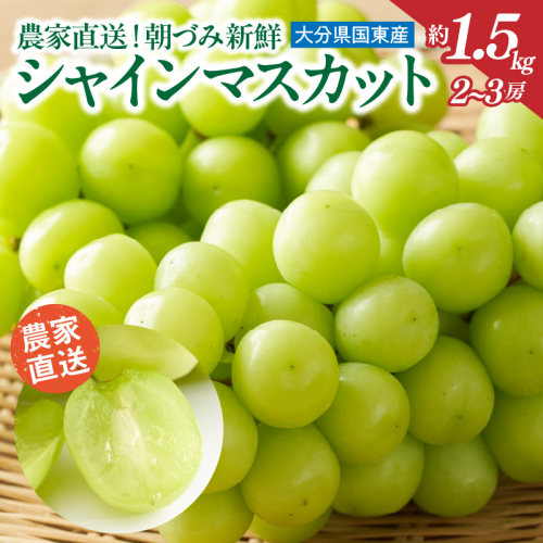 【先行予約】 農家直送！ 新鮮！ 朝づみ シャインマスカット 約1.5kg 令和7年産 フルーツ 果物 贈答 大分県産 採れたて_2537R 2117104 - 大分県国東市