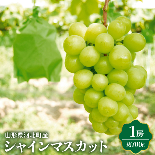 【令和7年産】シャインマスカット 700g（1房） 山形県河北町産【JAさがえ西村山】 2117366 - 山形県河北町
