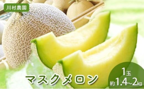 【静岡・三保松原の甘い誘惑マスクメロン】甘さあふれる！マスクメロン 1玉（約1.4kg～2kgサイズ） 2117750 - 静岡県静岡市