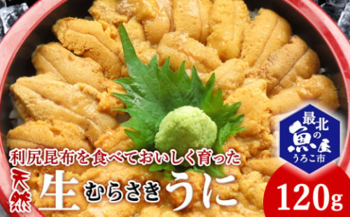 利尻昆布を食べておいしく育った「生むらさきうに」120g 2118398 - 北海道稚内市