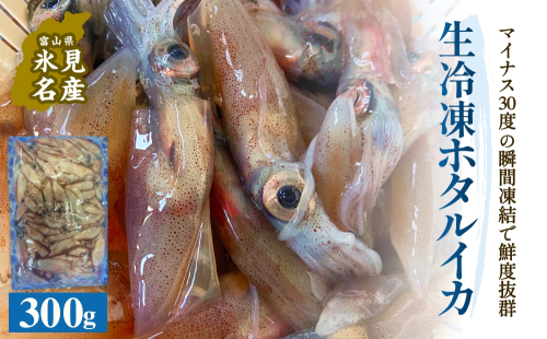 生冷凍ホタルイカ（凍眠） 300g 富山県 氷見市 ほたるいか しゃぶしゃぶ 冷凍 2118569 - 富山県氷見市