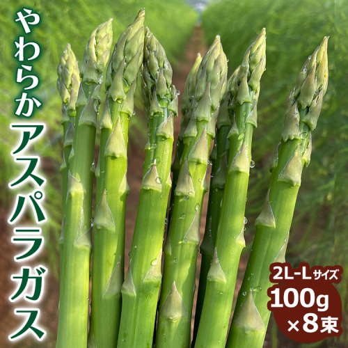 やわらかアスパラガス 100g×8束|あすぱら アスパラ アスパラガス 800g おいしい ギフト 贈答 贈り物 プレゼント お祝い ご褒美 家庭用_FR02 2118623 - 茨城県古河市