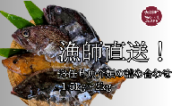 漁師直送！お任せ魚介類の詰め合わせ 1.5kg～2kg 【オリジナルクリアファイル付き】【期間限定1月～3月発送】