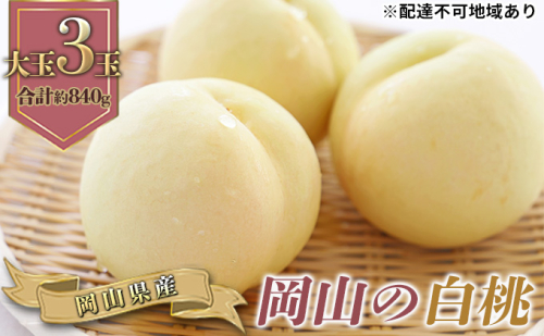 桃 2025年 先行予約 岡山の 白桃 大玉3玉 早生種 合計約840g もも モモ 岡山県産 国産 フルーツ 果物 ギフト 2119309 - 岡山県高梁市