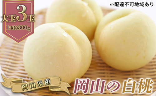 桃 2025年 先行予約 岡山の 白桃 大玉3玉(晩生種)(1玉約300g) もも モモ 岡山県産 国産 フルーツ 果物 ギフト 2119320 - 岡山県高梁市