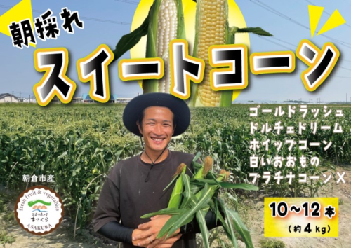 とうもろこし 朝倉市産 スイートコーン 朝採り！約4kg ※配送不可：離島、北海道、東北、沖縄 2119394 - 福岡県朝倉市
