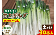 甘太郎ねぎ 約5kg 土ねぎ（1箱30本入り）