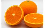 【先行予約】Saito Orange Farmの清見タンゴール5kg ※離島への配送不可（2026年3月中旬頃より順次発送） 【 ふるさと納税 人気 おすすめ ランキング みかん ミカン 蜜柑 柑橘 清見 タンゴール 清見タンゴール フルーツ 果物 産地直送 Saito Orange Farm 愛媛県産 愛媛県 伊方町 送料無料 】 IKTAQ007