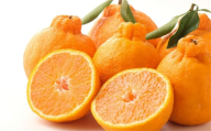 【先行予約】【お試し！】Saito Orange Farmの不知火2kg ※離島への配送不可（2026年2月下旬頃より順次発送） 【 ふるさと納税 人気 おすすめ ランキング みかん ミカン 蜜柑 柑橘 不知火 しらぬい フルーツ 果物 産地直送 お試し Saito Orange Farm 愛媛県産 愛媛県 伊方町 送料無料 】 IKTAQ013