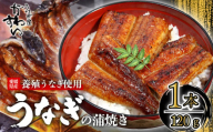 【容量選択可】〈うなぎ屋かわすい〉愛媛県松山市養殖うなぎを使用！うなぎ蒲焼 1本 (1尾：120～149g)  ｜うなぎ ウナギ 鰻 蒲焼き 国産 お取り寄せ グルメ ふるさと納税  簡単調理 土用丑の日 ギフト 贈り物 お中元 お歳暮 母の日 父の日  かわすい 川口水産 愛媛県 松山市
