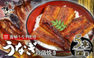 【容量選択可】〈うなぎ屋かわすい〉愛媛県松山市養殖うなぎを使用！うなぎ蒲焼 5本 (1尾：120～149g)  ｜うなぎ ウナギ 鰻 蒲焼き 国産 お取り寄せ グルメ ふるさと納税  簡単調理 土用丑の日 ギフト 贈り物 お中元 お歳暮 母の日 父の日  かわすい 川口水産 愛媛県 松山市