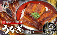【容量選択可】〈うなぎ屋かわすい〉愛媛県松山市養殖うなぎを使用！うなぎ蒲焼 1本 (1尾：150～169g)  ｜うなぎ ウナギ 鰻 蒲焼き 国産 お取り寄せ グルメ ふるさと納税  簡単調理 土用丑の日 ギフト 贈り物 お中元 お歳暮 母の日 父の日  かわすい 川口水産 愛媛県 松山市