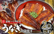 【容量選択可】〈うなぎ屋かわすい〉愛媛県松山市養殖うなぎを使用！うなぎ蒲焼 2本 (1尾：150～169g)  ｜うなぎ ウナギ 鰻 蒲焼き 国産 お取り寄せ グルメ ふるさと納税  簡単調理 土用丑の日 ギフト 贈り物 お中元 お歳暮 母の日 父の日  かわすい 川口水産 愛媛県 松山市