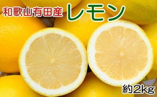 和歌山有田産 国産レモン 約2kg ★2026年2月中旬頃より順次発送［安心果実］ 2120259 - 和歌山県有田川町