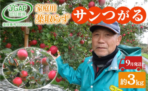 9月発送 家庭用 葉取らず サンつがる 約 3kg【 訳あり 】鶴翔りんごGAP部会 青森県産 津軽産 リンゴ 林檎 つがる 果物類 フルーツ 2120664 - 青森県鶴田町