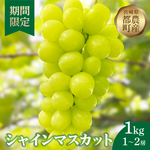 先行予約≪期間限定≫都農町産シャインマスカット(計1kg) ぶどう 果物 国産_T010-002 2120706 - 宮崎県都農町