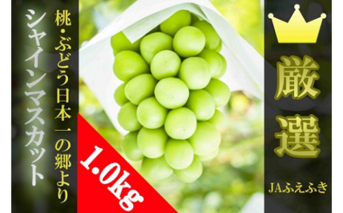 JAふえふきシャインマスカット2房（約1.0kg） 212424 - 山梨県笛吹市 ...