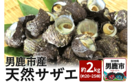 《7月中旬より出荷》男鹿産天然さざえ 約2kg (約20個～25個) サザエ 栄螺