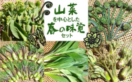 《先行予約》山菜を中心とした春の味覚セット syun11　野菜 山菜 春野菜 ありがとうファーム 有機野菜 春の味覚 2026年先行予約