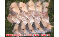 明石・魚の棚・魚秀【贅沢な厚切り味噌漬】（すずき・さわら・鯛）各3切