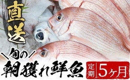 【ふるさと納税】E-051H 産地直送！朝獲れ鮮魚５か月定期便 鮮魚 詰め合わせ セット ボックス