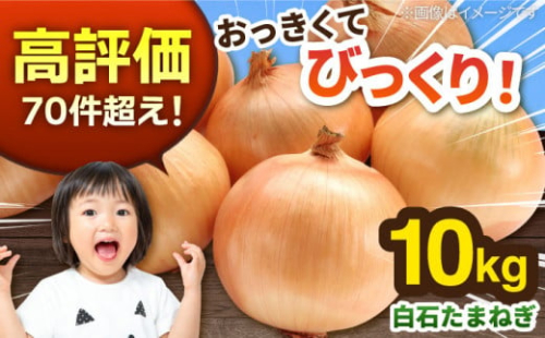 【先行予約】白石産たまねぎ 約10kg / 玉ねぎ 玉葱 タマネギ たまねぎ  [IZZ001]