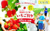 ＼レビュー投稿でお米プレゼント/いちご狩り 1年中 「道の駅前 猪苗代 いちご園」 大人1名チケット(中学生以上) | 苺 通年 猪苗代・会津地域