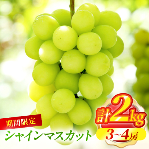 先行予約≪期間限定≫シャインマスカット(計2kg) ぶどう フルーツ 果物 デザート 国産_T051-001 2132091 - 宮崎県都農町