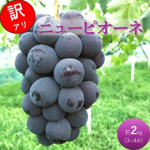 2026 早期受付 ぶどう ニューピオーネ 3～4房 約2kg 岡山県高梁市産 うめづぶどう園 化粧箱入り 葡萄 ブドウ 訳あり 2132405 - 岡山県高梁市
