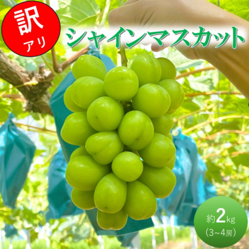 2026 早期受付 ぶどう シャインマスカット 3～4房 約2kg 岡山県高梁市産 うめづぶどう園 化粧箱入り 葡萄 ブドウ 訳あり 2132406 - 岡山県高梁市