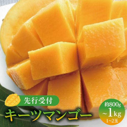 (先行受付)【2027年発送】キーツマンゴー 南城市 約800g～1kg（1～2玉 I キーツマンゴー きーつまんごー マンゴー まんごー トロピカルフルーツ フルーツ 贈答用 1kg 800g   沖縄県 南城市 ふるさと納税 しろまファーム 2132604 - 沖縄県南城市