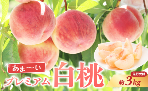 ≪先行受付≫ 甘～い プレミアム白桃 約3kg【2025年8月中旬頃～発送予定】 060-014 2132898 - 山形県大江町