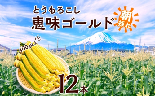 とうもろこし 恵味 ゴールド 400g以上 × 12本 高糖度 トウモロコシ スイートコーン 玉蜀黍 イエローコーン 黄 夏野菜 甘い ジューシー 野菜 おやつ 旬 産地直送 送料無料 湖南野菜出荷組合 山梨県 富士河口湖町 FEM004 2132937 - 山梨県富士河口湖町