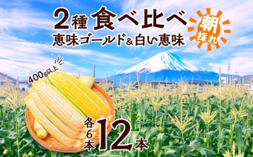 とうもろこし イエロー ＆ ホワイト 2種 食べ比べ 恵味ゴールド 白い恵味 400g以上 各6本 計12本 野菜 おやつ 旬 産地直送 送料無料 湖南野菜出荷組合 山梨県 富士河口湖町 FEM009 2132952 - 山梨県富士河口湖町