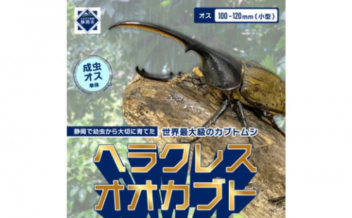 ヘラクレスオオカブト小型オス（100-120mm）【配送不可：北海道・沖縄・離島（一部除く】 2133273 - 静岡県静岡市