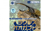ヘラクレスオオカブト小型オス（100-120mm）【配送不可：北海道・沖縄・離島（一部除く】