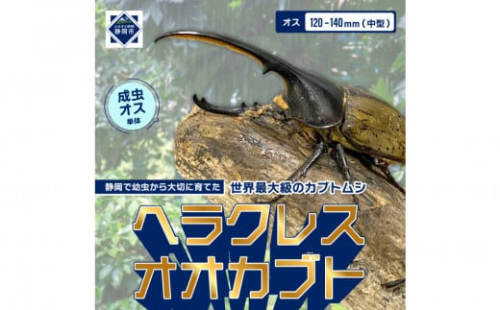 ヘラクレスオオカブト中型オス（120-140mm）【配送不可：北海道・沖縄・離島（一部除く】 2133274 - 静岡県静岡市