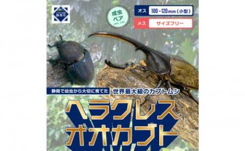 （ペア）ヘラクレスオオカブト小型オス（100-120mm）&メス（サイズフリー）【配送不可：北海道・沖縄・離島（一部除く】 2133276 - 静岡県静岡市