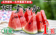 【 先行予約 】 すいか 大玉 1玉 約 5～7kg 果物 くだもの フルーツ 西瓜 化学肥料不使用 化学農薬不使用 産地直送 甘い 夏 甘泉 化粧箱入り 贈答 プレゼント ギフト 阿波市 徳島県 楠農園