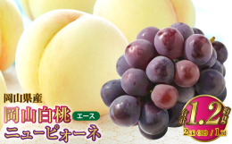 岡山を代表する果物、白桃とニューピオーネの詰め合わせです。「岡山白桃」とは、JAおかやまに所属する各選果場で、光センサーによる糖度選別された白桃のみが、「岡山白桃」として出荷されます。発送時期に応じて