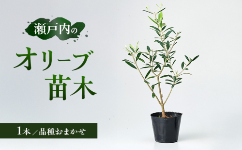 瀬戸内のオリーブ 苗木 1本 植物 2134525 - 香川県土庄町