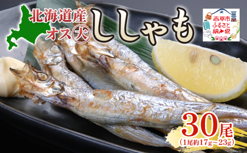 北海道産ししゃもオス大30尾 北海道 稀少 魚 シシャモ オス おつまみ 魚貝類 干物 本物 人気 希少 塩 味付け 脂のり 旨み 美味しい 大きい 2134866 - 北海道赤平市