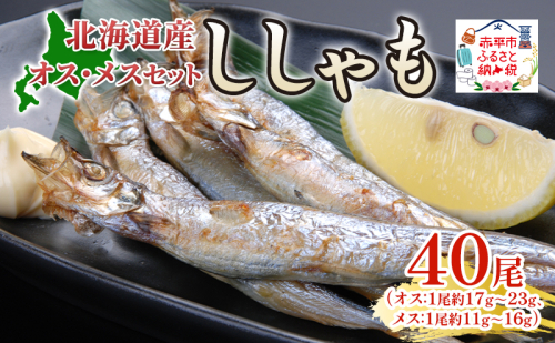 北海道産ししゃもオスメス40尾セット 北海道 稀少 魚 シシャモ メス オス セット おつまみ 魚貝類 干物 本物 人気 希少 塩 味付け 脂のり 旨み 美味しい 大きい 2134868 - 北海道赤平市