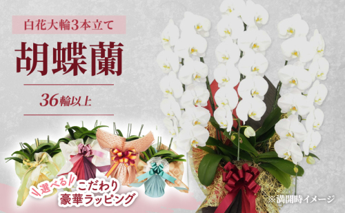 【選べるこだわり豪華ラッピング】赤平長持ち胡蝶蘭白花大輪3本立て (36輪以上) 胡蝶蘭 花 ギフト プレゼント お祝い 贈り物  インテリア 植物 2134873 - 北海道赤平市