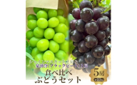 食べ比べ人気ぶどう　シャインマスカット2房+泉湧誉3房　5房セット [№5385-0513]