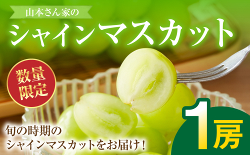 【先行予約】 熊本県八代市産 山本さん家の「シャインマスカット」 1房入り(約500g) ぶどう フルーツ マスカット 旬 青果物 果物 新鮮 ギフト 贈り物 【2026年8月上旬より順次発送】 2135649 - 熊本県八代市